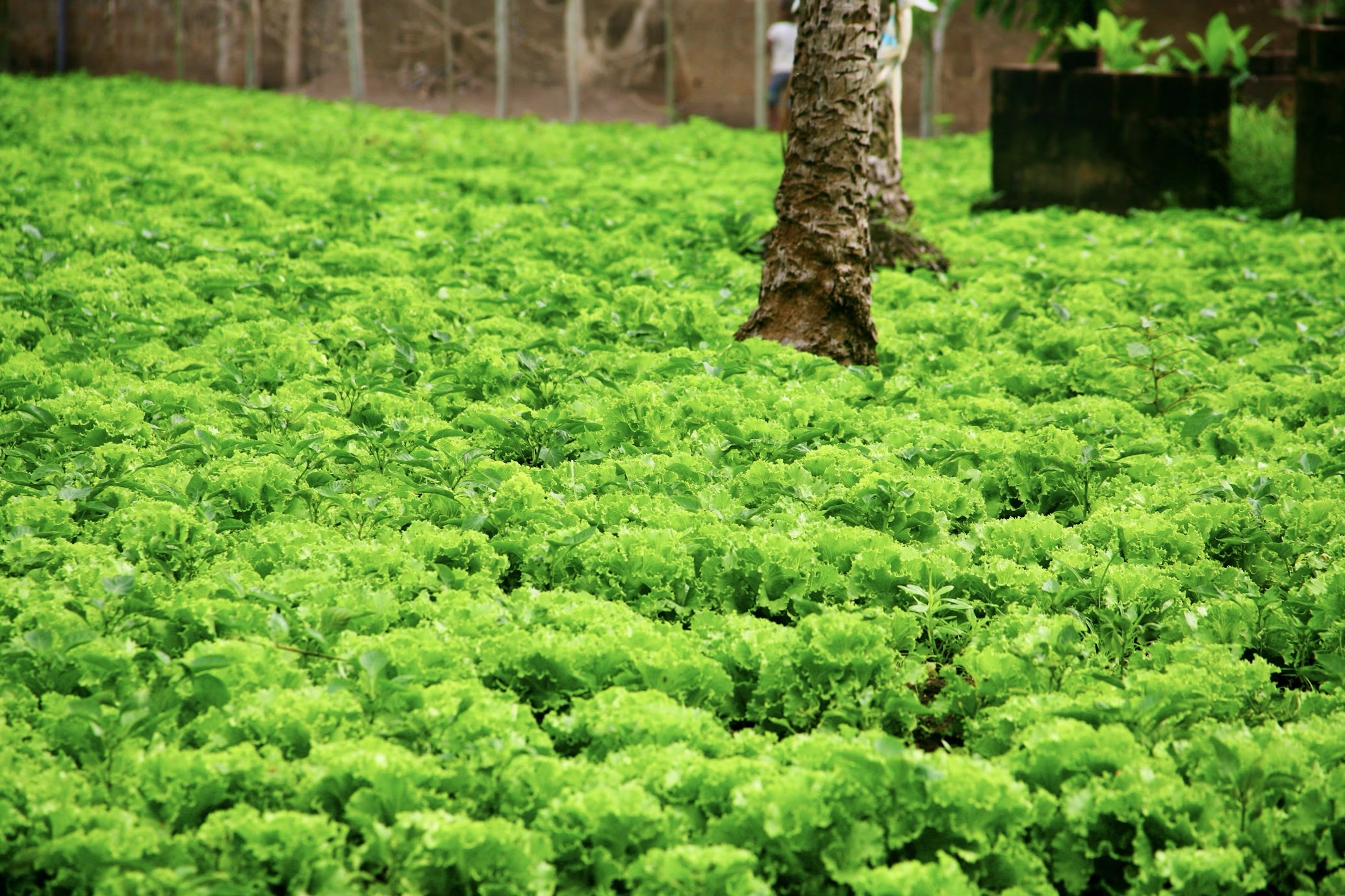 Restored land with green crops growing where a dump site once was